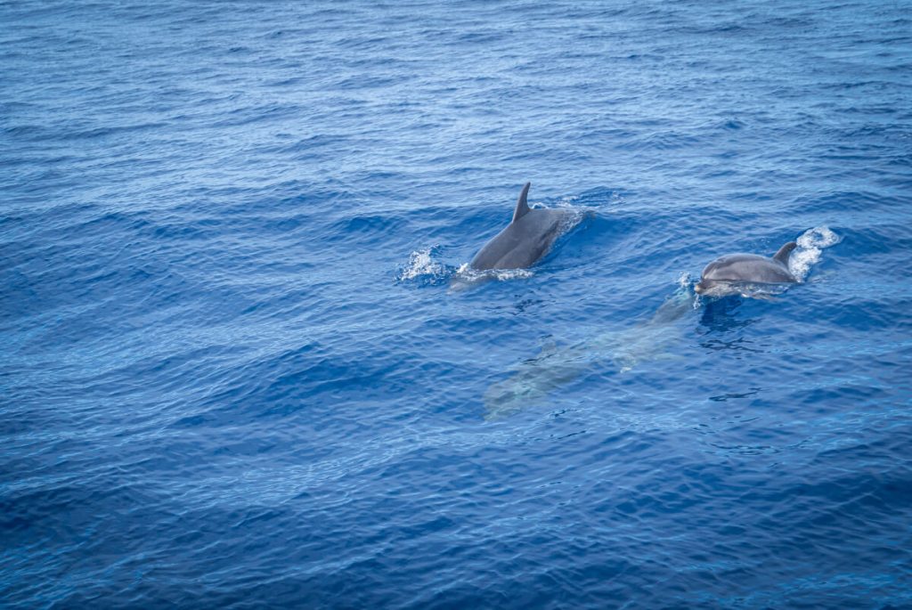 Dolphin Watching Boat tour with Bonita da Madeira