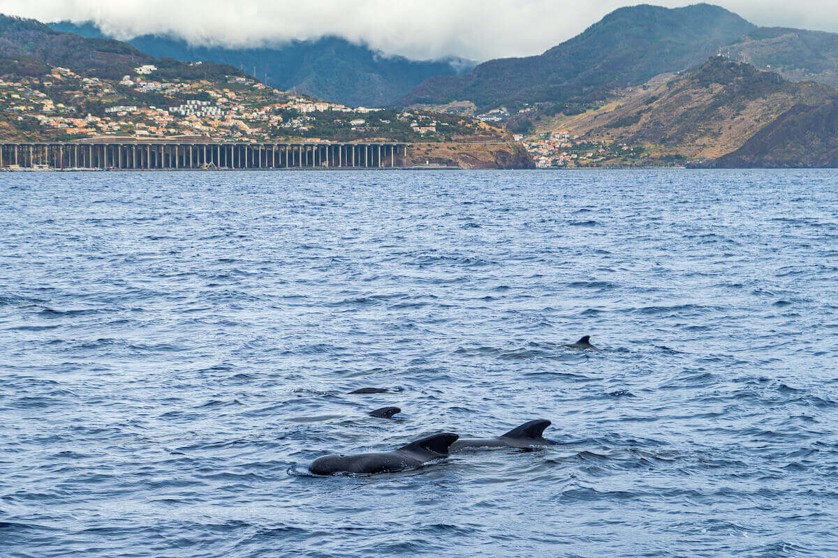 watching dolphins and whales in madeira