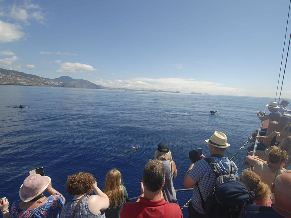 Whales & Dolphin Watching in Madeira