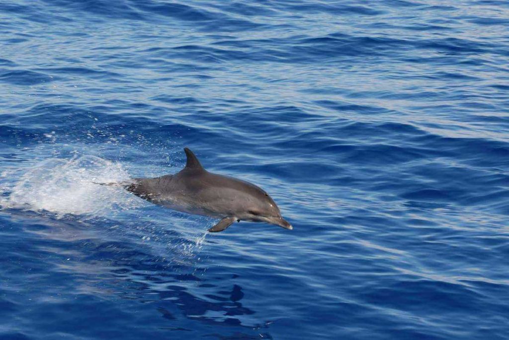 Dolphin Watching Tour in Madeira Island