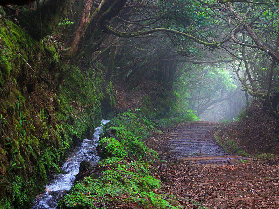 Best things to do in Madeira - Levada Walks