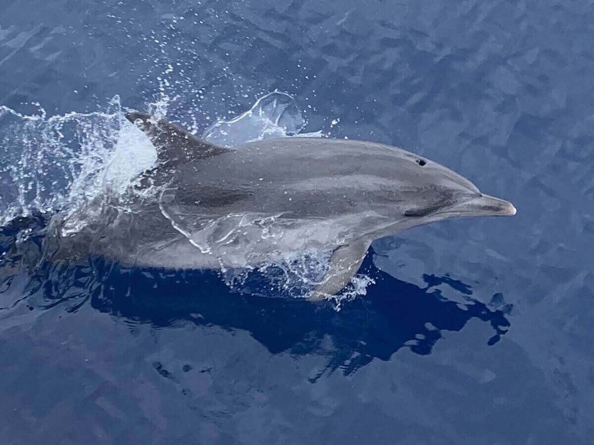 Dolphin in Madeira Island