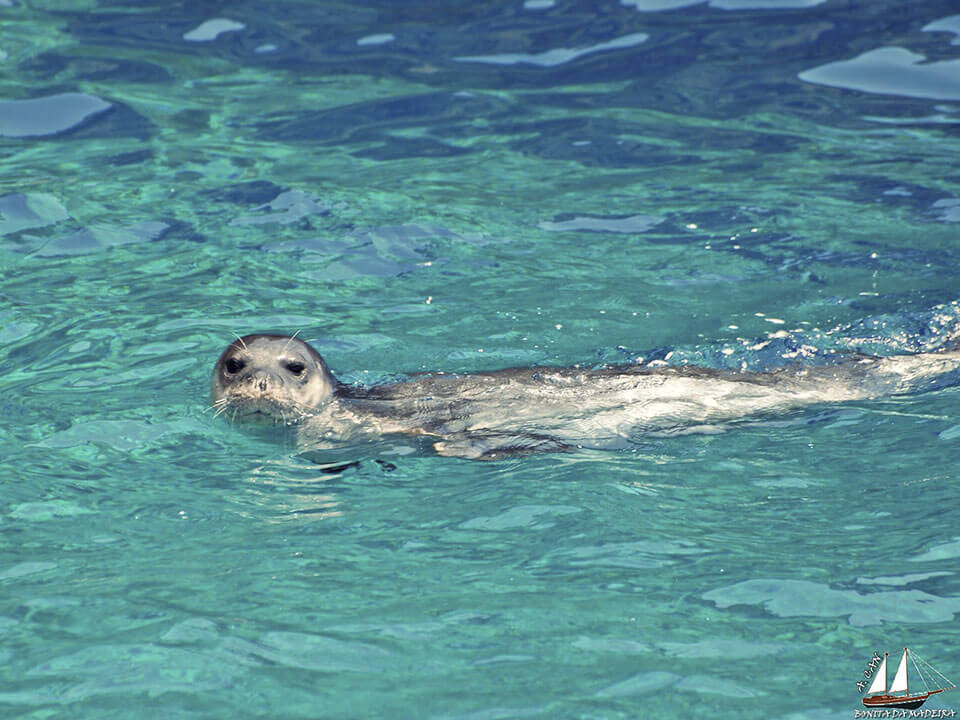 Lobo Marinho (sea ​​lion)