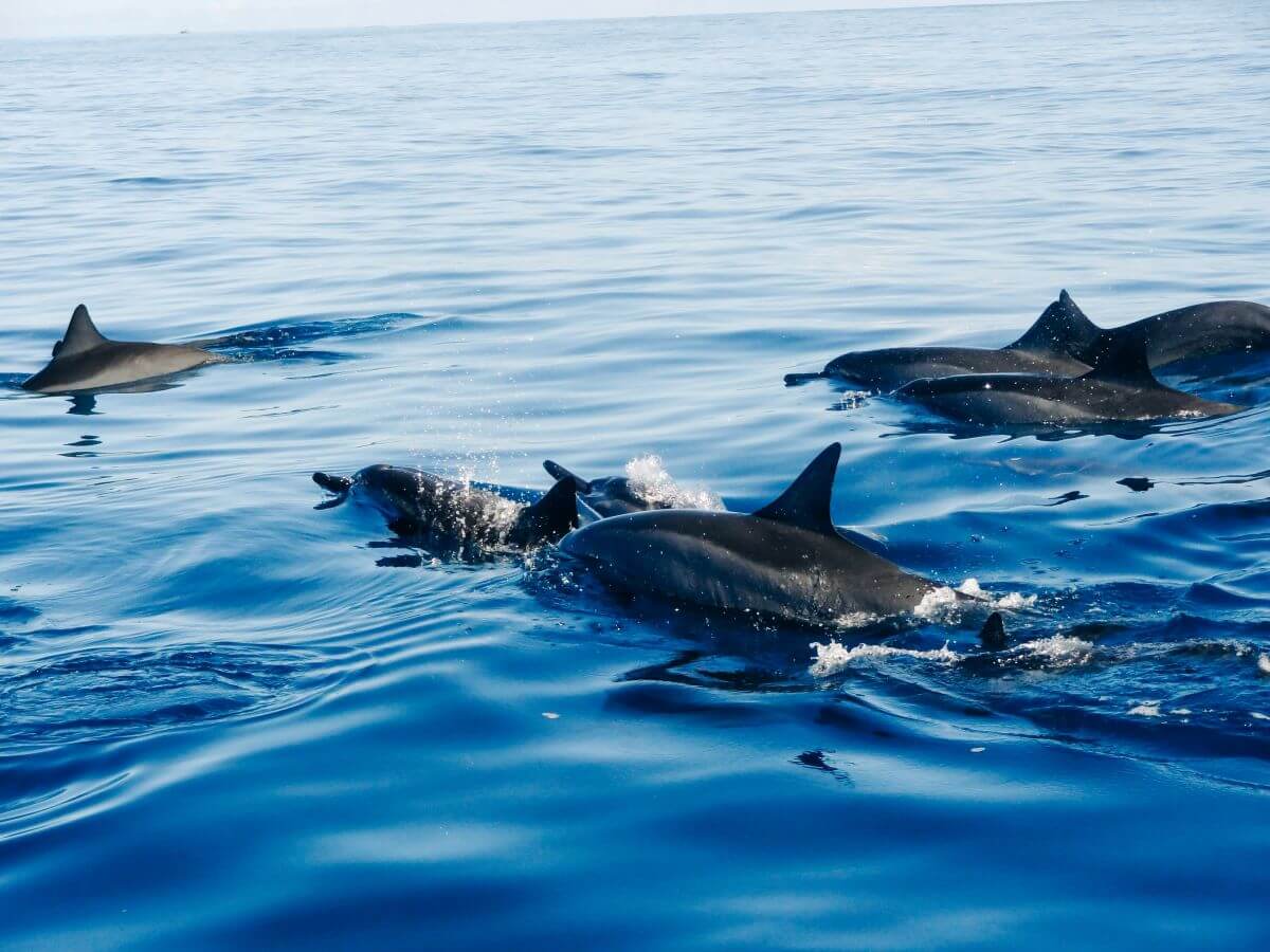 Dolphin Watching in Portugal Faro