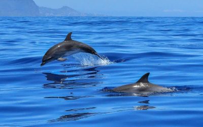 10 Amazing Places for Dolphin Watching in Portugal