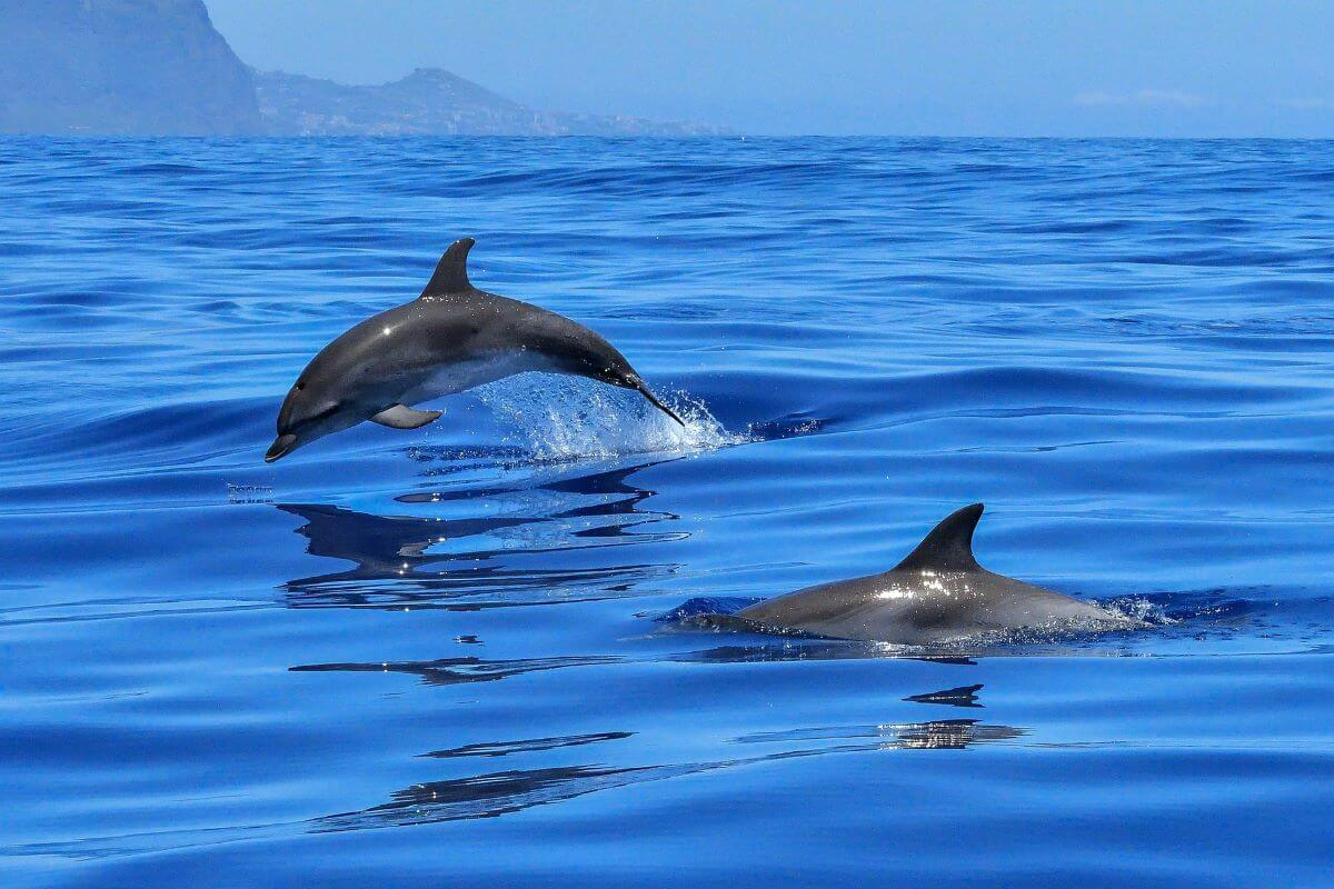 Dolphin watching Portugal