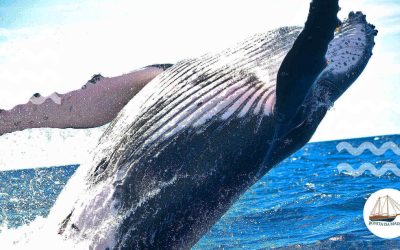 Whale Watching in Madeira Island: 10 Unique Reasons Why Should you Do It in 2023