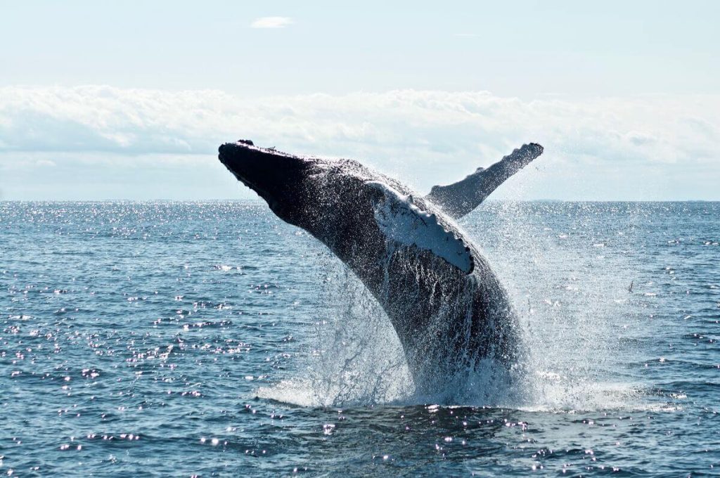 whale watching madeira