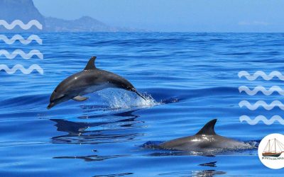 Swimming with Dolphins in Madeira Island: Reasons Why It’s a Life-Changing Experience