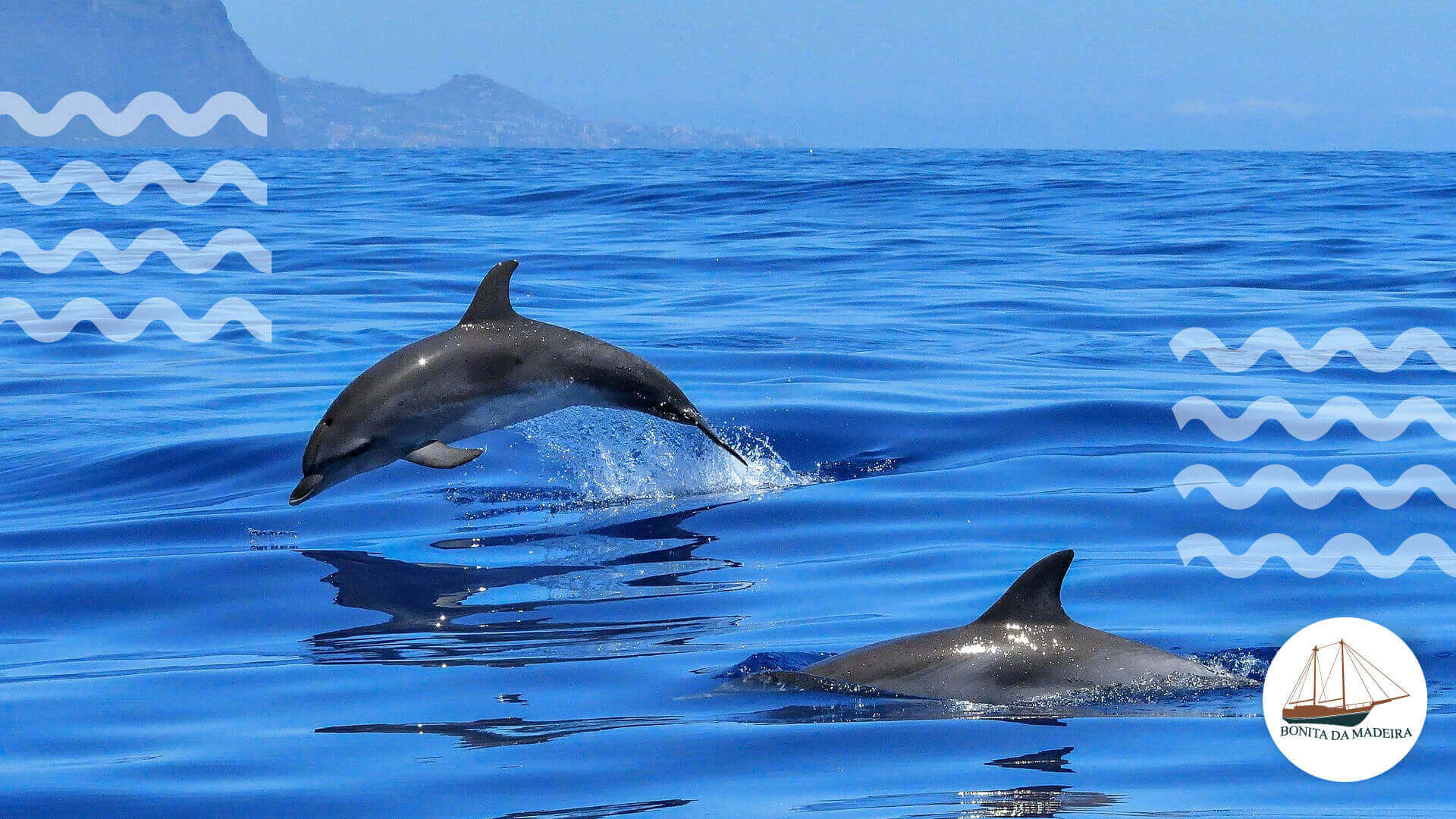 Você sabe o que está por trás do nado com golfinhos?