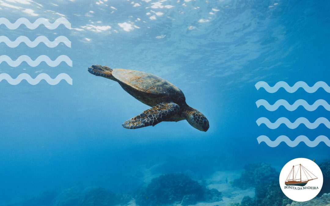 10 fascinujúcich druhov, ktoré môžete vidieť v morskom živote na Madeire