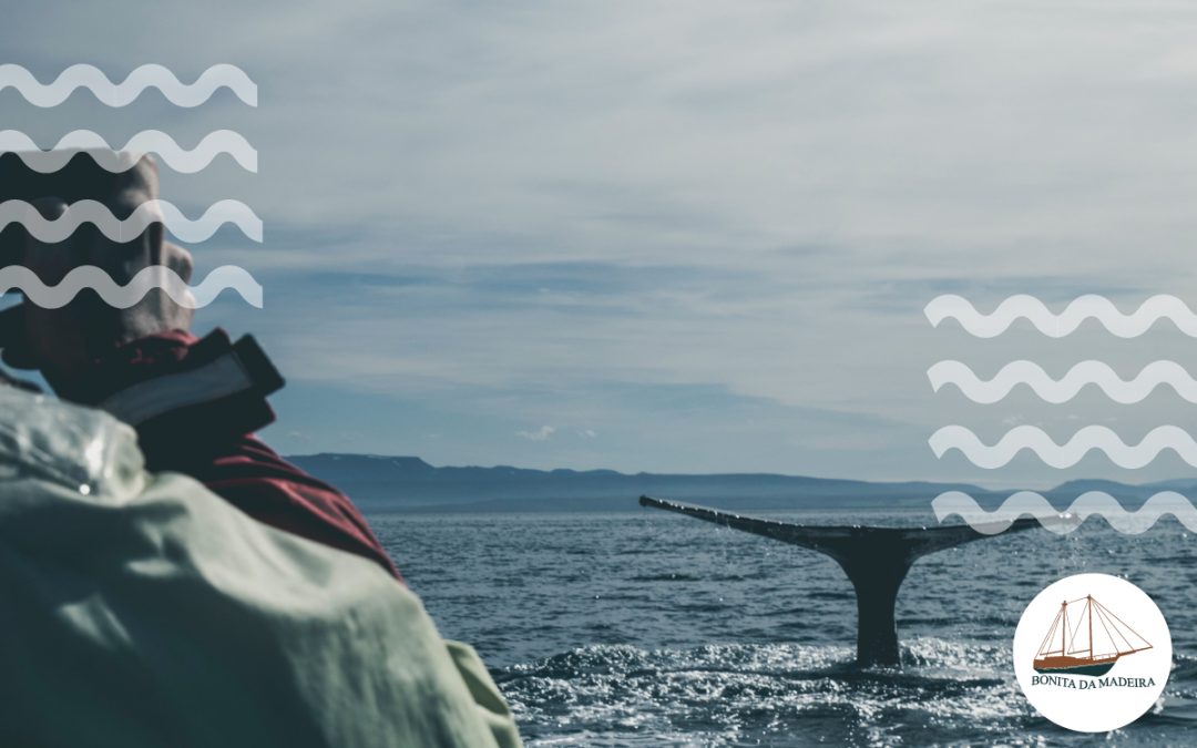 海景秘密：马德拉岛观鲸的内部提示