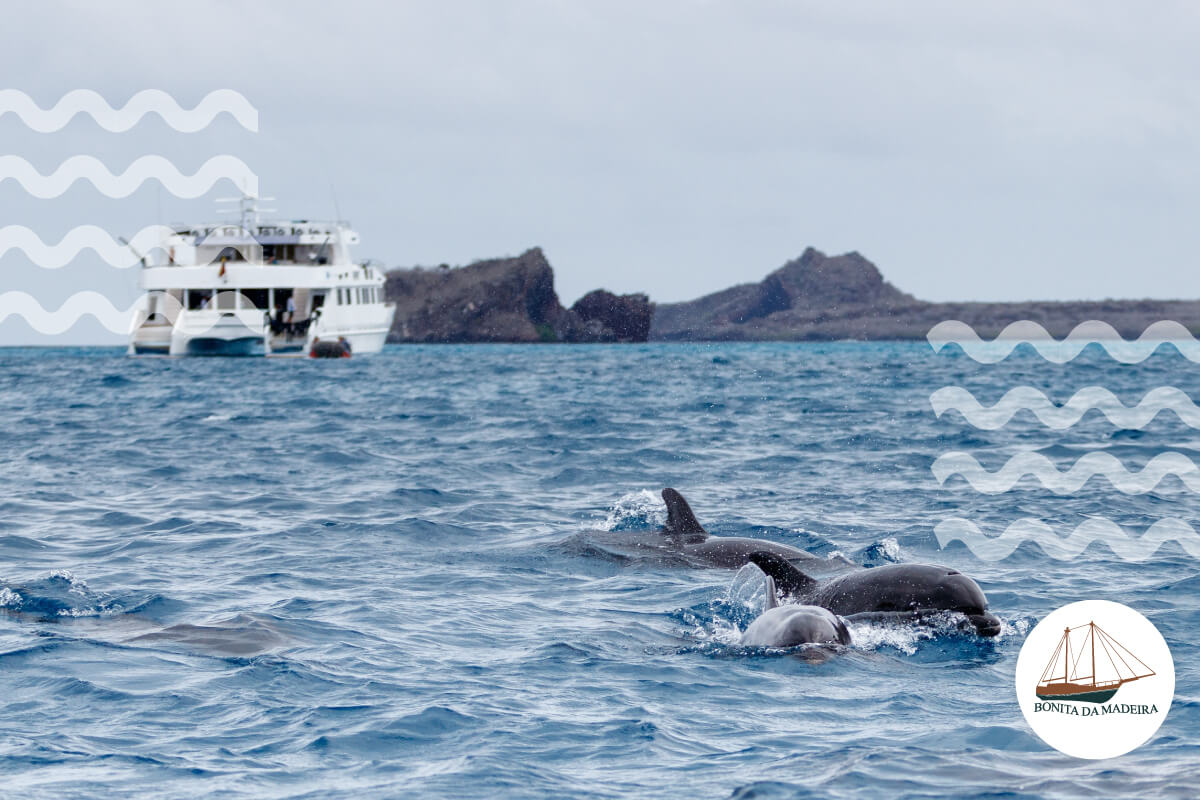 Boat Trips from Funchal