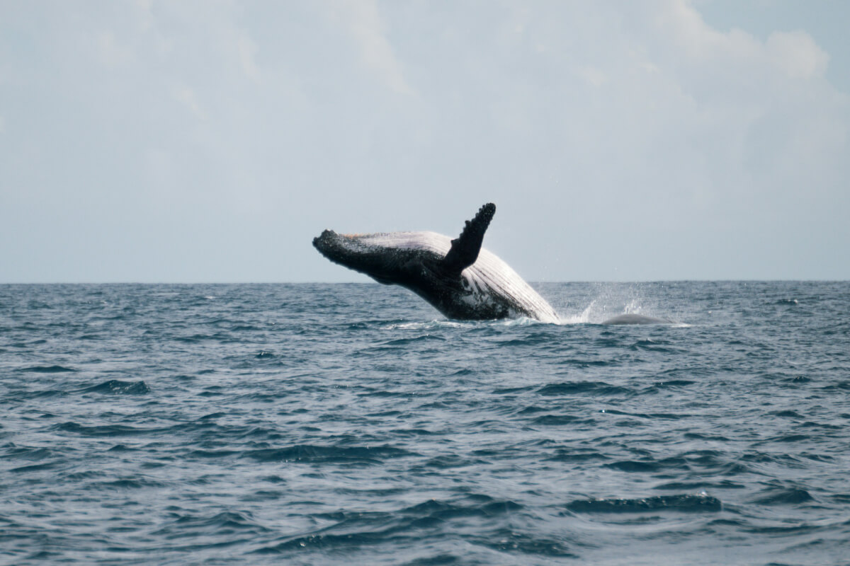 Boat Trips from Funchal