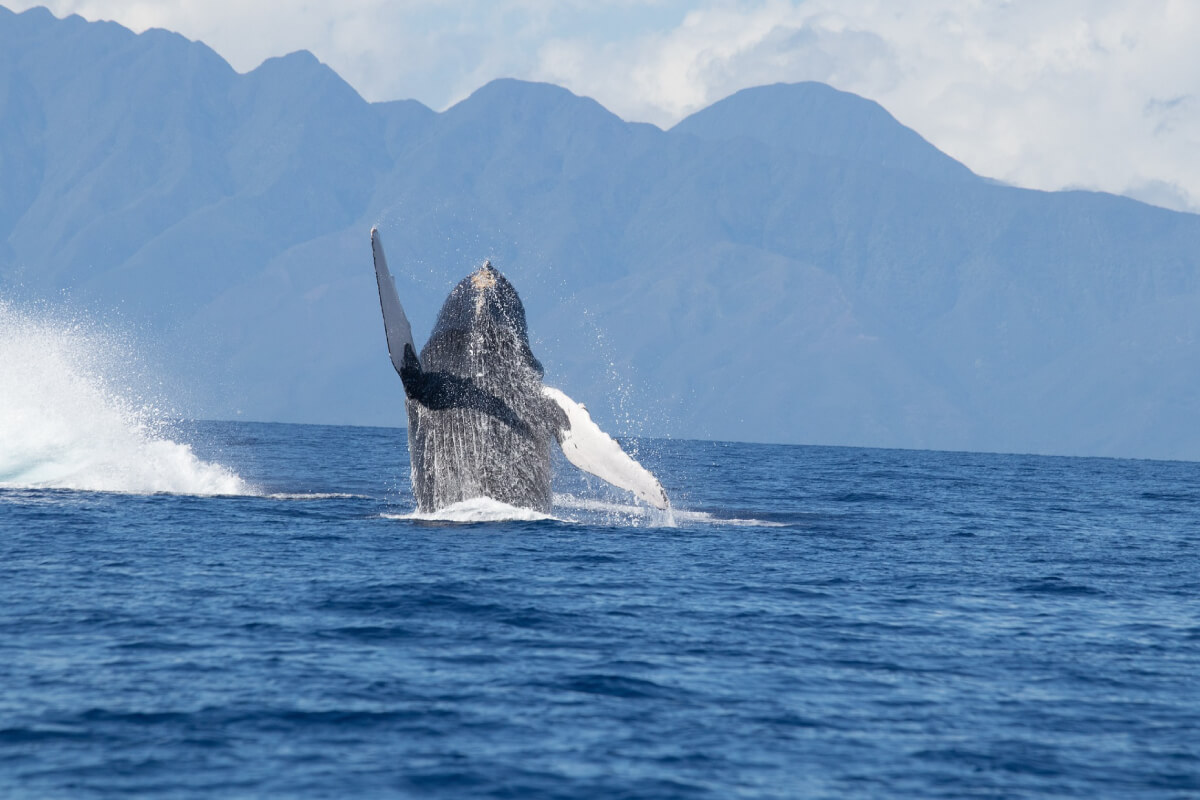 whale spotting madeira