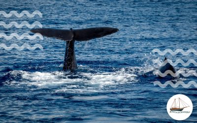 The Ultimate Guide to Whale Watching in Funchal: What You Need to Know