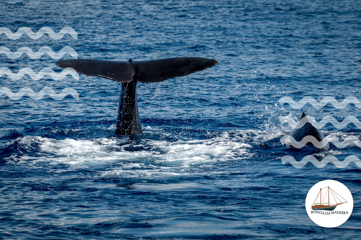 whale watching funchal