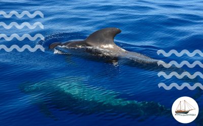 When’s the Best Time to See Whales in Madeira? Plan Your Trip Right