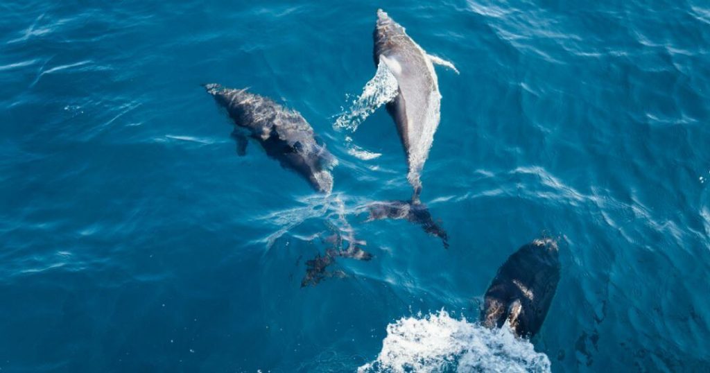 Why Boat Trips in Madeira Are a Must