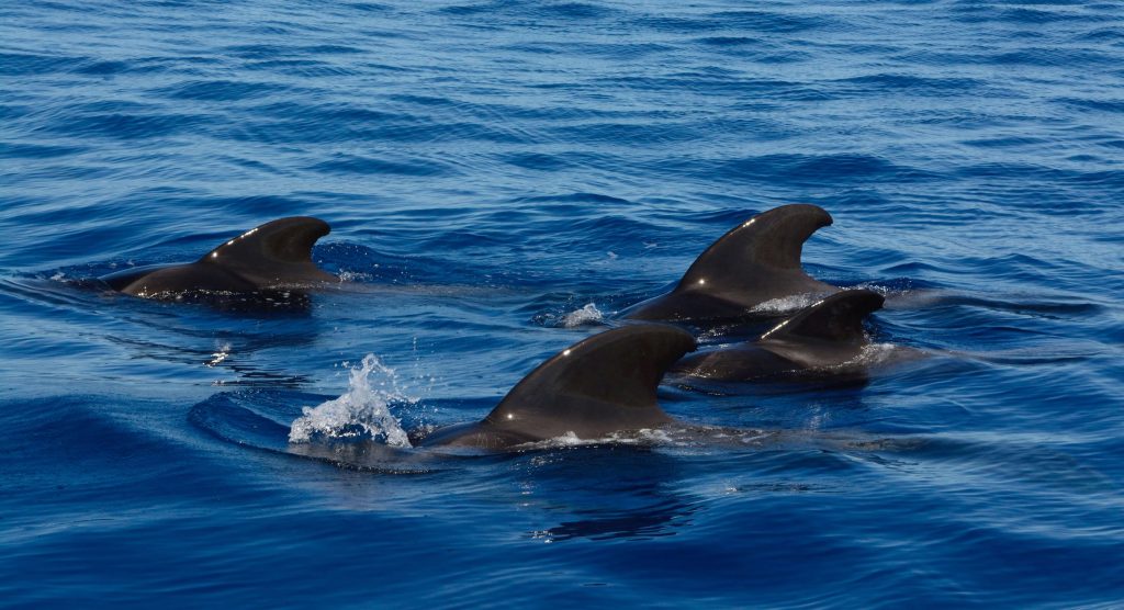 whale watching in madeira