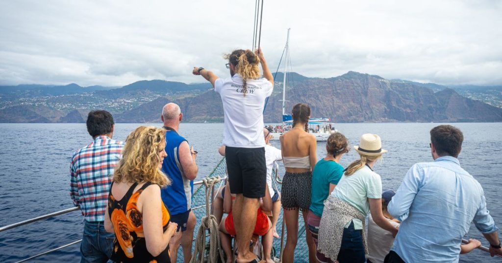 Whale Watching Companies in Madeira: Bonita da Madeira
