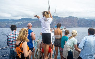 From Dolphins to Desertas: Must-Do Boat Trips in Madeira