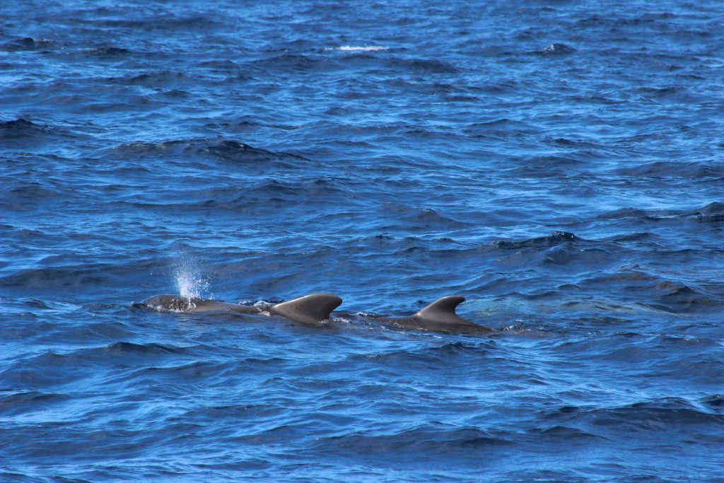 whale watching madeira