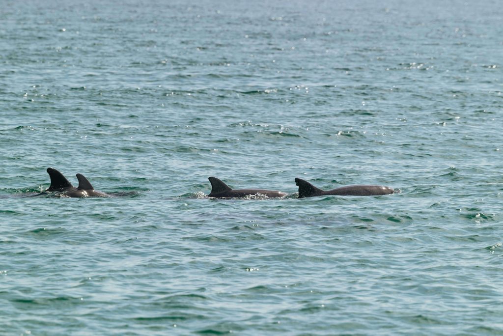 whale watching funchal