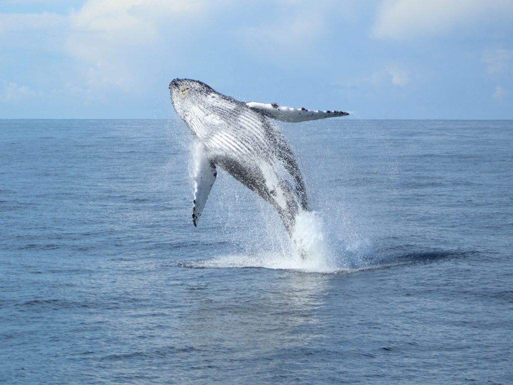 why are whales important to the ecosystem