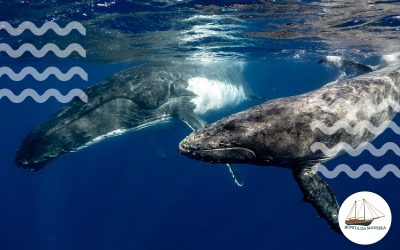 Why Are Whales Important to the Ecosystems? 5 Key Reasons