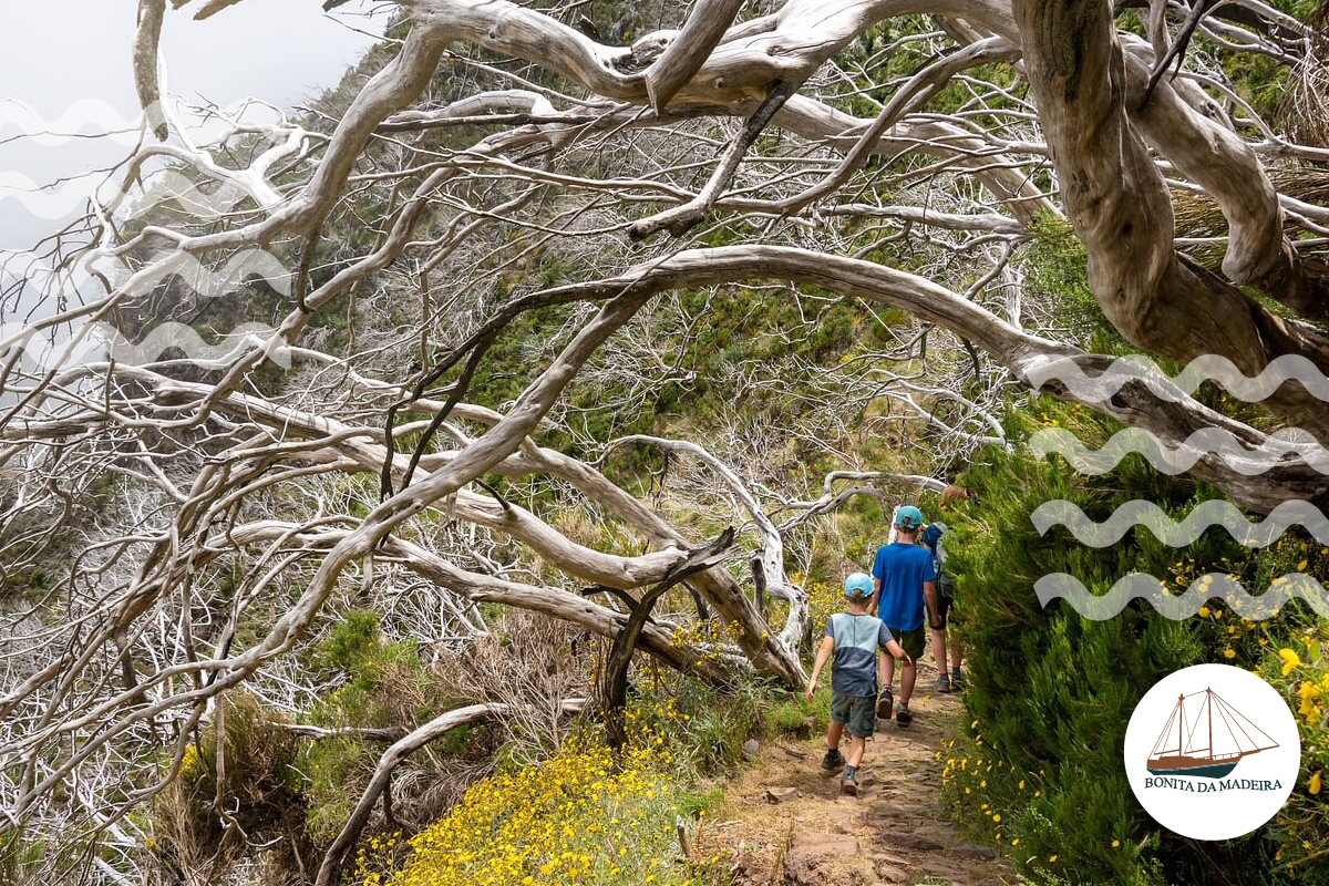 things to do in madeira with kids