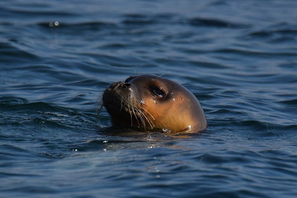 monk seals desertas islands