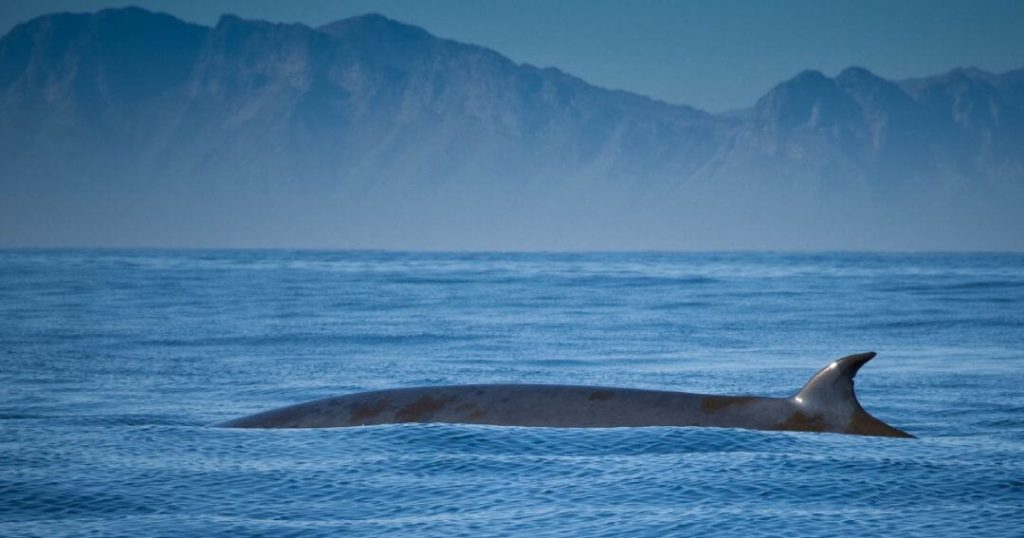 Whale Species: Bryde's Whale