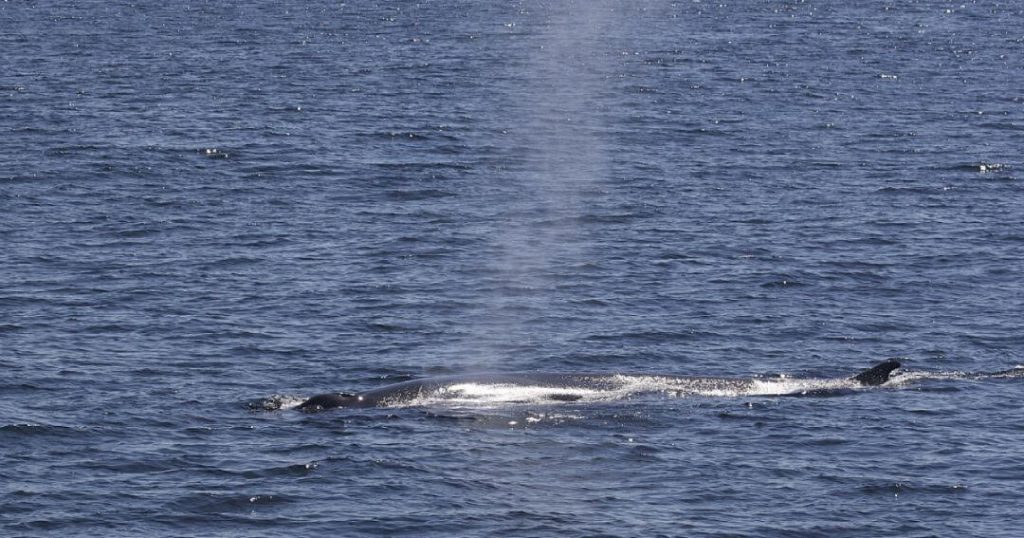 Fin Whale