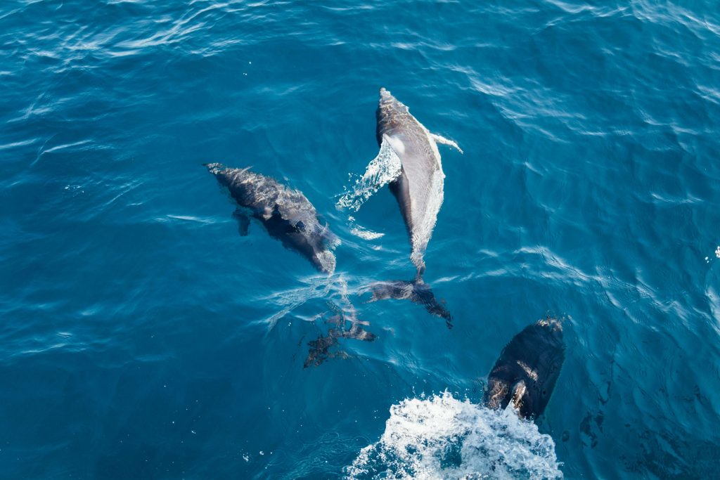 madeira dolphin tours