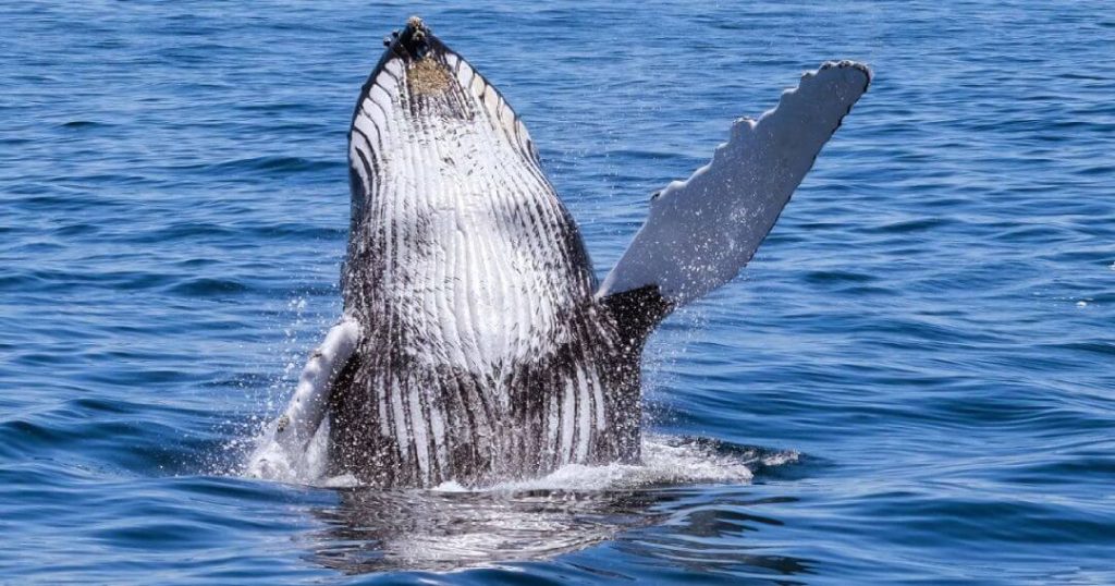 Whale Species Madeira Island: Humpback whale