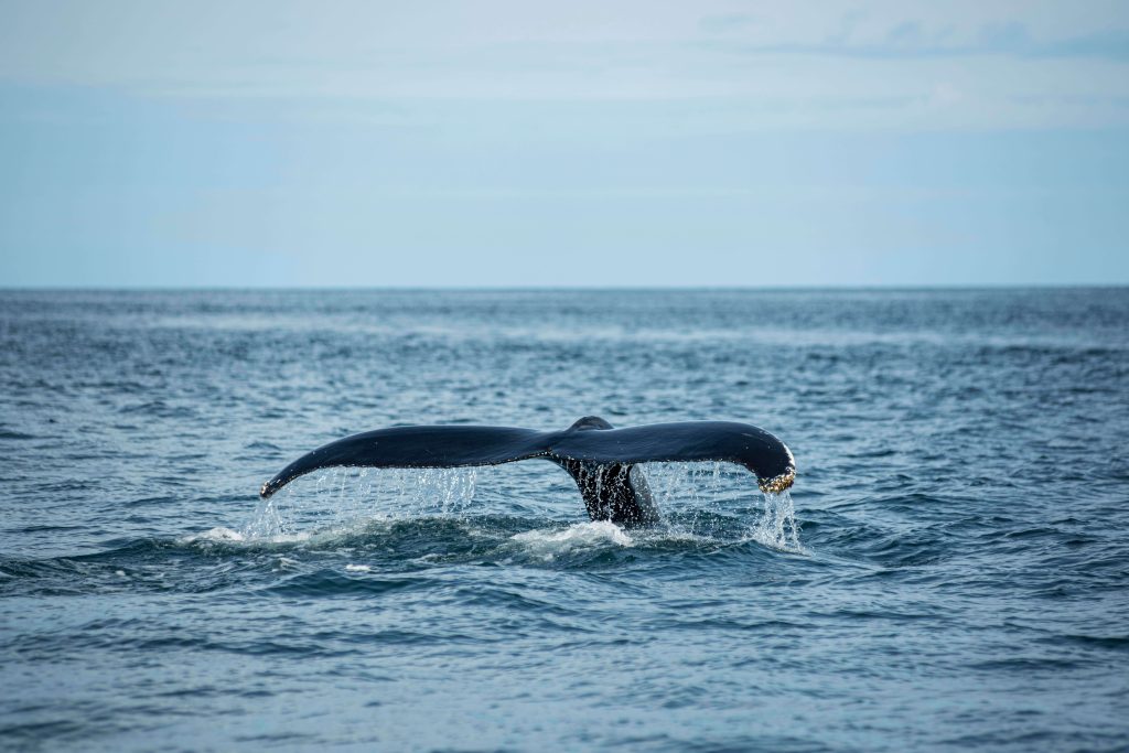 madeira boat tours