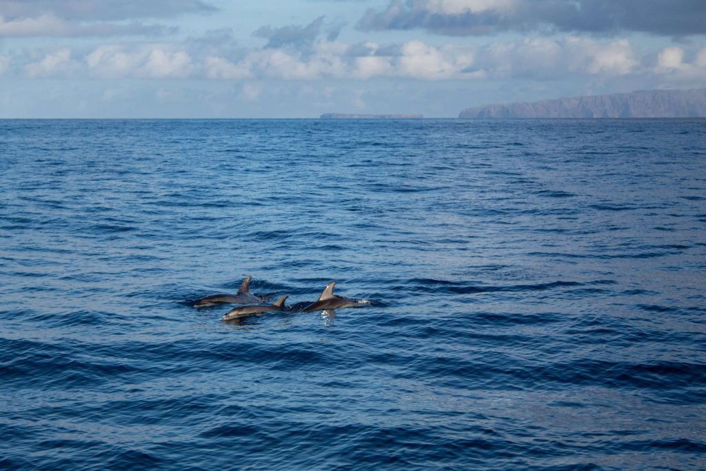 Whale watching boat trip