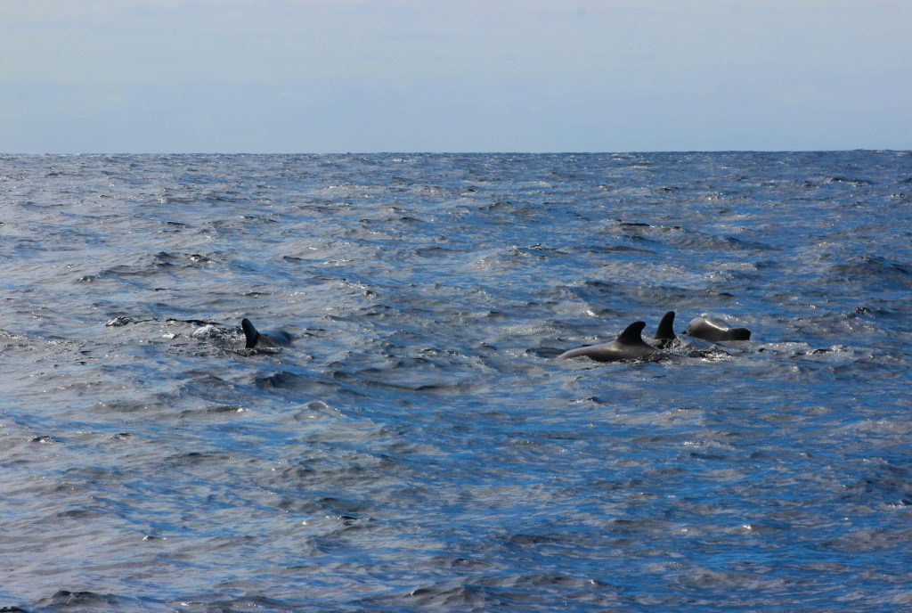 dolphin watching boat tour