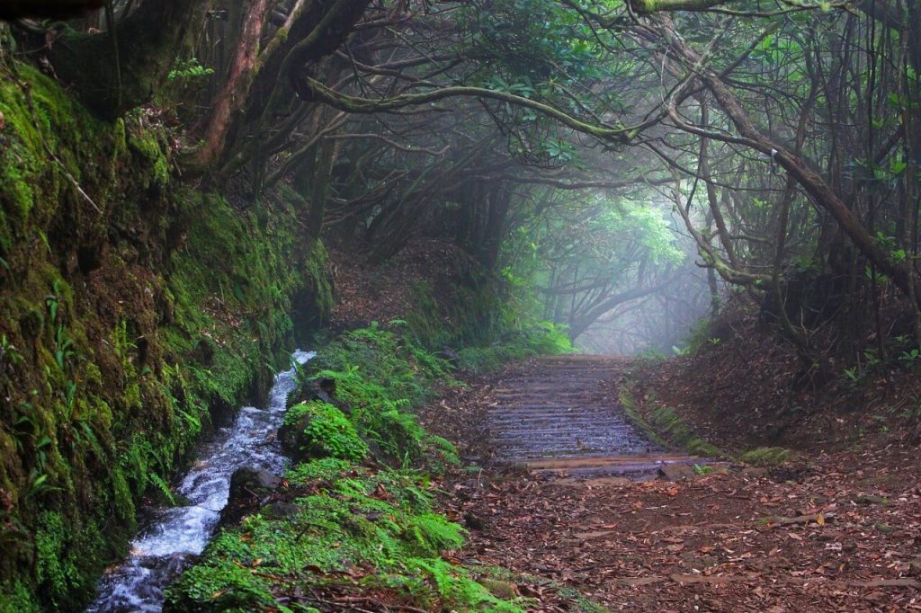 Madeira Island laurissilva