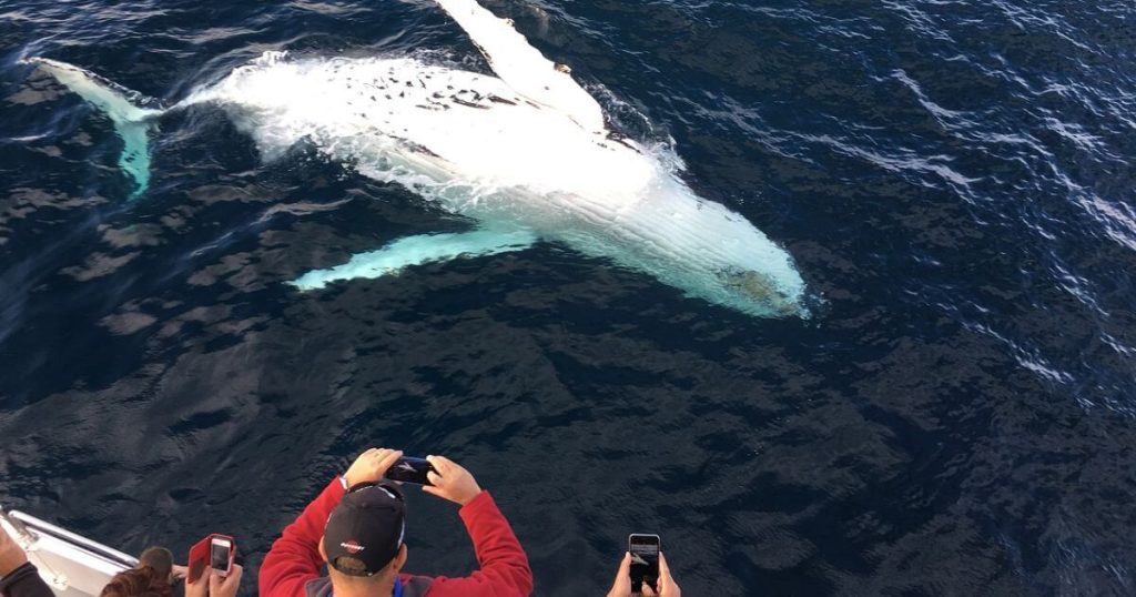 Top 5 Whale Species You Can Spot in Madeira