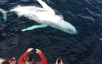 Top 5 Whale Species You Can Spot in Madeira