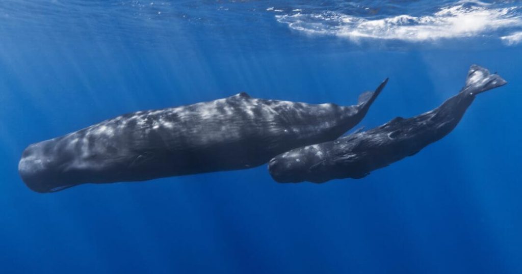 Whale Species: Sperm Whale in Madeira Island