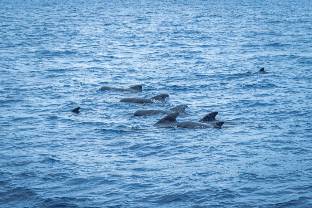 dolphin watching madeira island