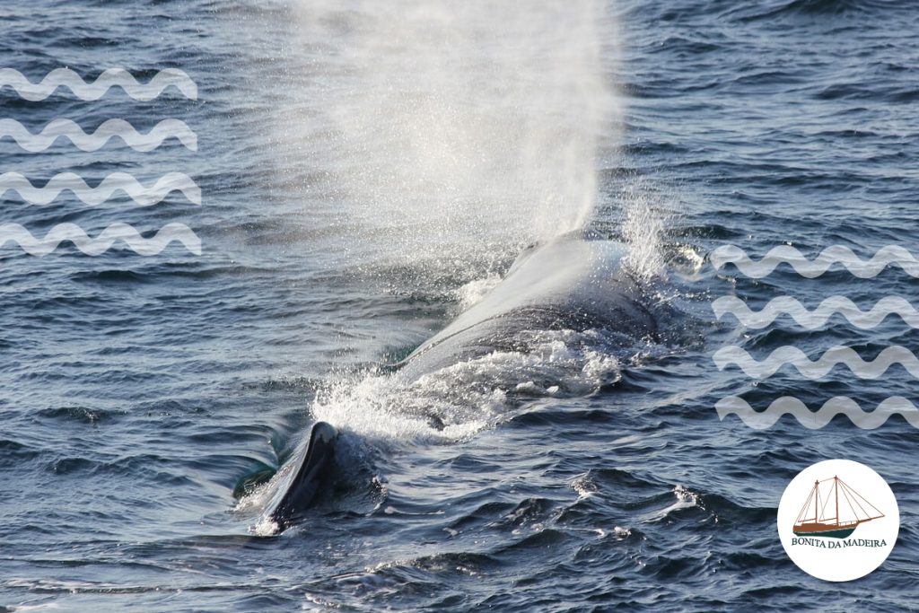 Whale Watching Companies in Madeira