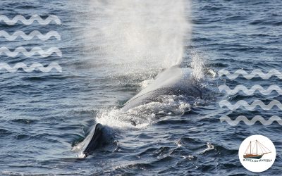 Plan Your Whale Tour in Madeira: Best Tours and Expert Tips