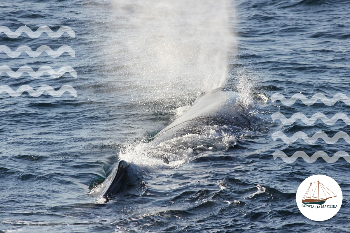 whale tour madeira