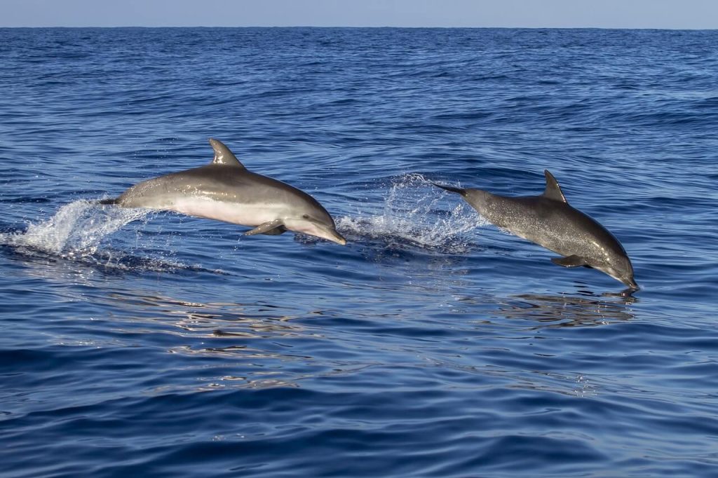 dolphin watching madeira island