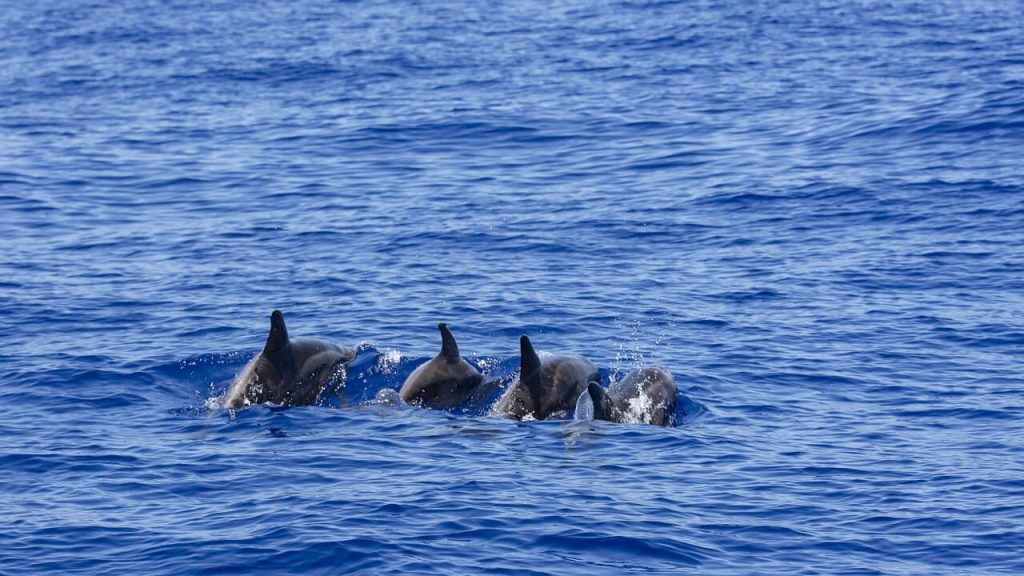 whale watching tours