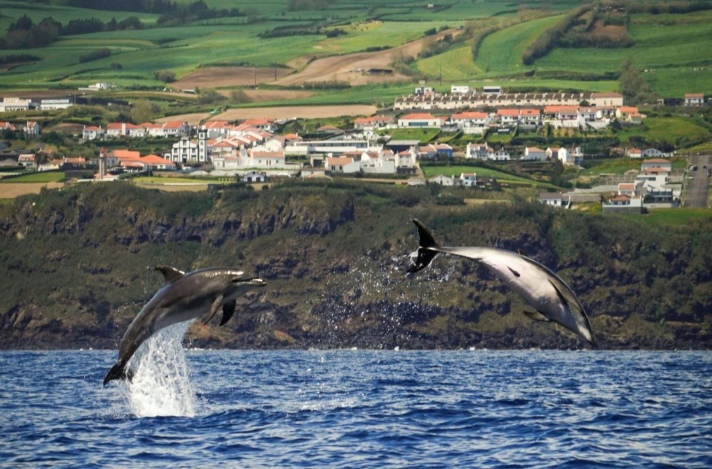 which is better azores or madeira